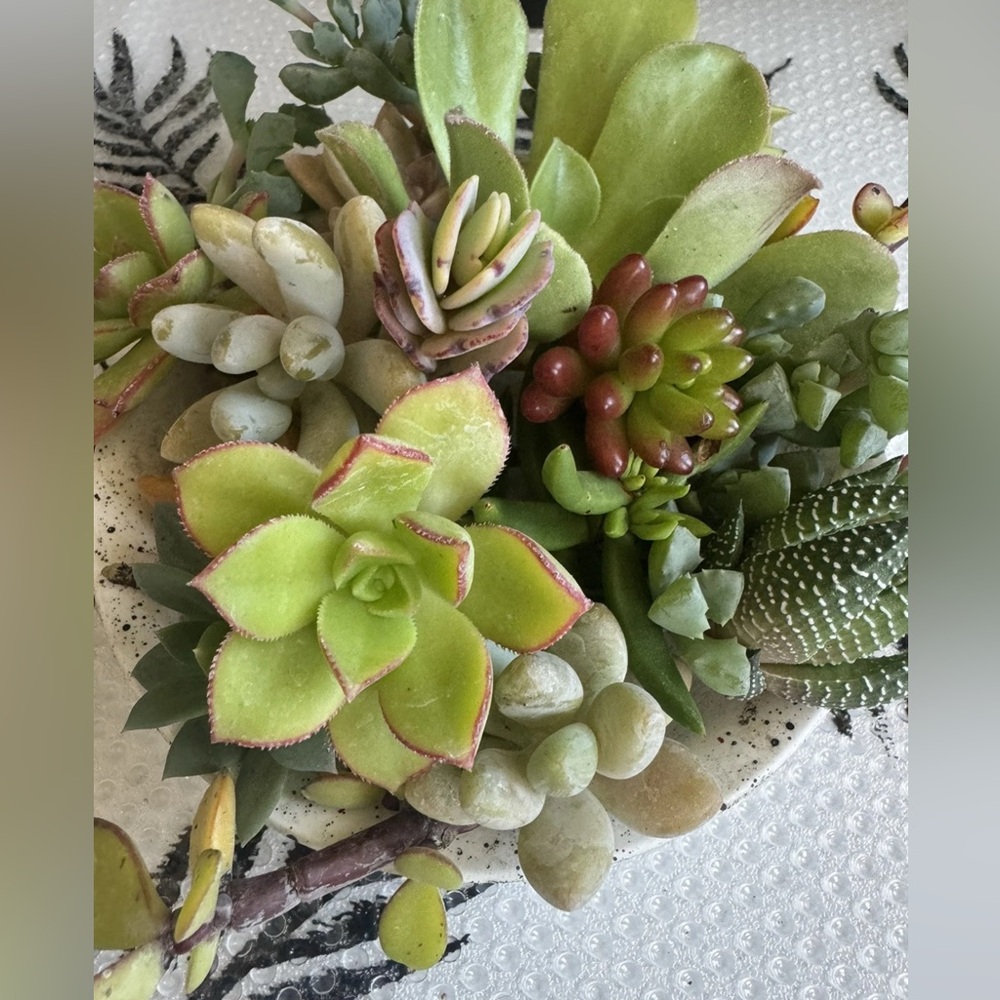 10 Assorted Live Succulent Cutting Clippings—Potting, Dish, Garden, Terrarium - Picture 2 of 4